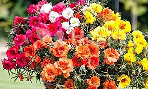 制霉菌素栓多少钱一盒-制霉菌素栓副说明书网 :分享制霉菌素栓效果怎么样-制霉菌素栓的功效知识